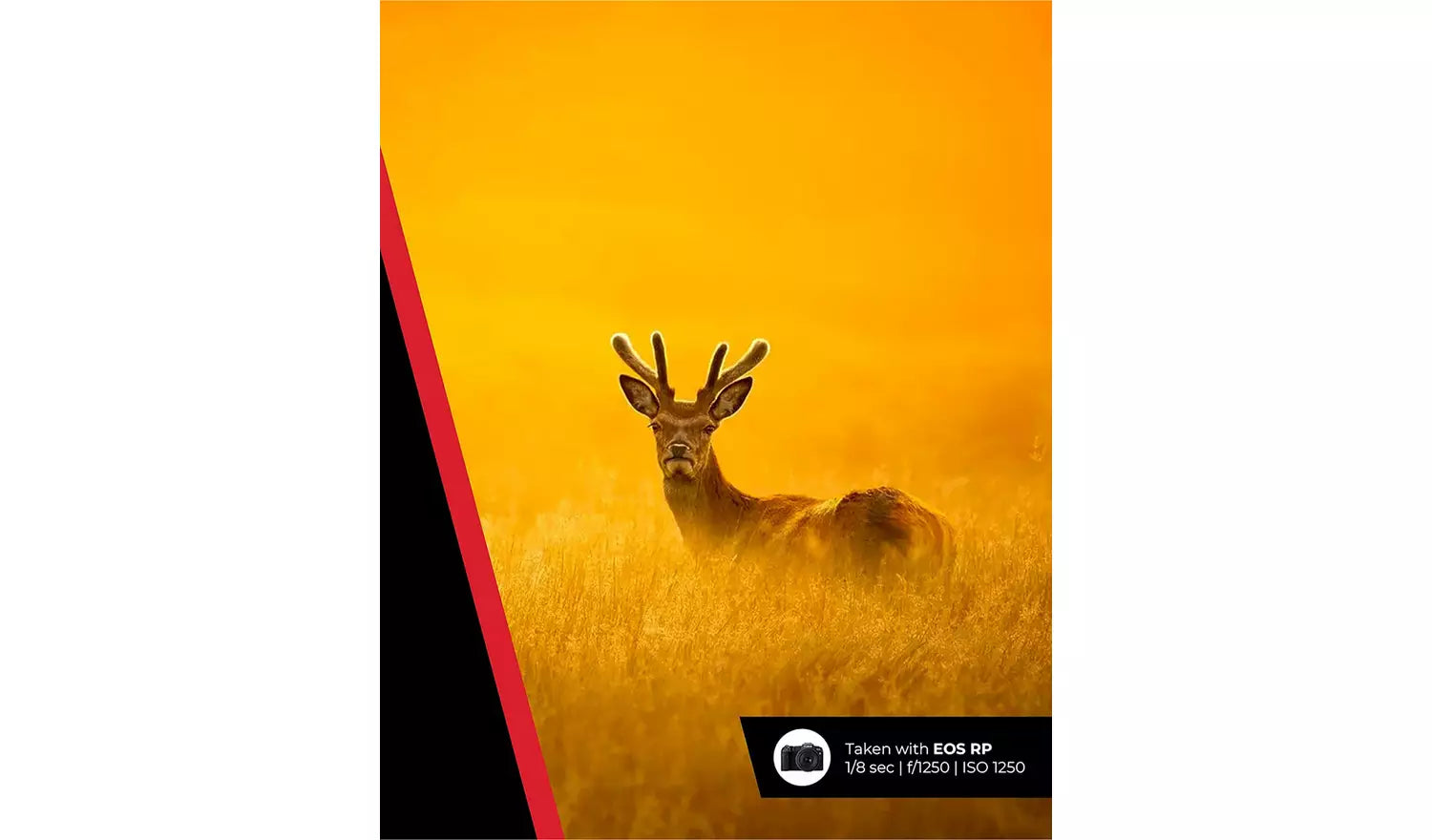 Canon RF 100-400mm f/5.6-8 IS USM Lens – Telephoto Zoom for Wildlife & Sports (New) Canon