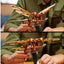 LEGO Icons Leonardo da Vinci's Flying Machine Set for Adults | Ages 18+ | Model 10363 | NEW LEGO