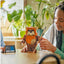 LEGO Star Wars Wicket the Ewok Figure Building Toy | Ages 12+ | Model 75430 | New LEGO