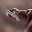 Antigravity A1 Drones Standard Combo (New) Antigravity