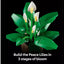 LEGO Botanicals Peace Lily Artificial Plant Set for Adults | Ages 18+ | Model 11504 | NEW LEGO