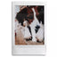 instax Mini Film 20 Shot Pack (New) Fujifilm